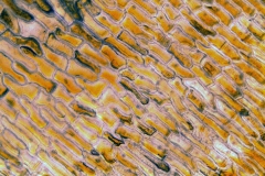 Abies_alba_rinde (2)